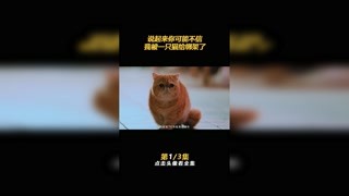 说起来你可能不信我被一只猫给绑架了 #动物管理局 #陈赫