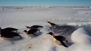 企鹅们察觉到危险 所以它们不浮出水面