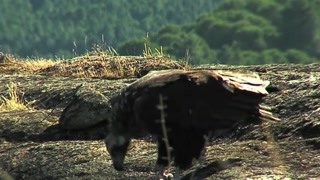 蒙弗拉圭的秃鹫数量多 草地对秃鹫来说很重要吗
