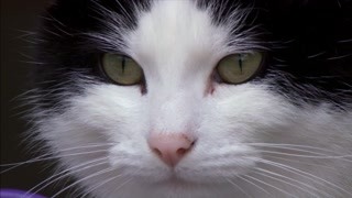 猫会避免打斗