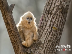 《我们诞生在中国》配音特辑 周迅模仿赵忠祥