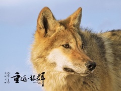 《重返-狼群》“陆川推荐版”预告 曝光野狼现状