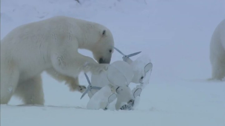 北极 片段6：Curious Polar Bears