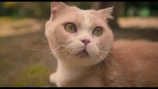 猫猫开始呆在后院里啦