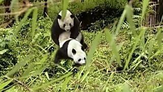 外国小伙围观大熊猫交 配，竟然是为了保护它们？