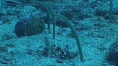 海底世界3D 花絮之Papua New Guinea Locals