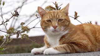 文静小猫的秘密生活