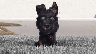 犬之岛：流浪狗讲述流浪生活 曾被领养却无法亲人
