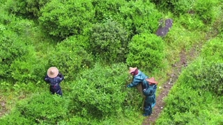 《茶界中國》航拍之采茶人