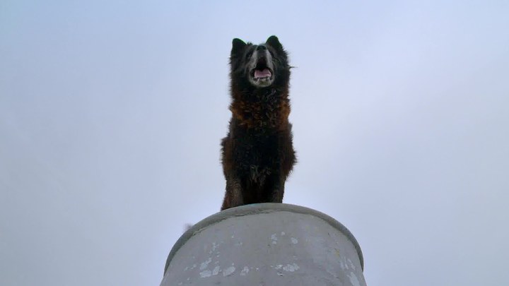 犬犬風(fēng)塵 預(yù)告片