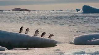 企鹅在陆地上时呆萌可笑 但下水之后就是另一回事了