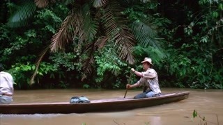 森林里的植物和人類聯系密切