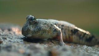 潮水退去后，看似死氣沉沉的灘涂  馬上熱鬧了起來