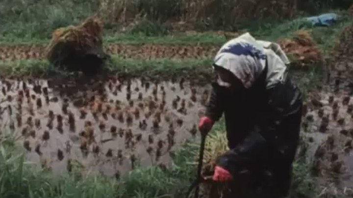 生活在阿贺 日本预告片