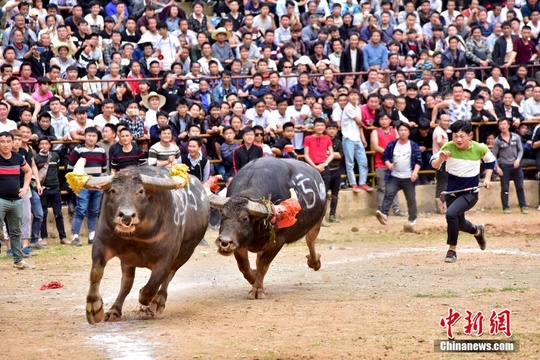 贵州从江斗牛喜迎“二月二” 现场人山人海(3) 第3页