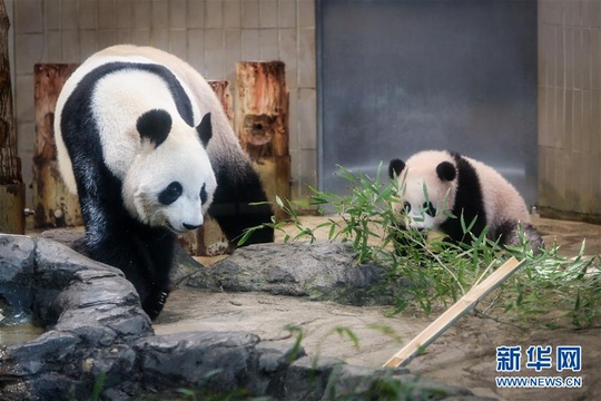 大熊猫幼崽“香香”亮相东京上野动物园 第1页