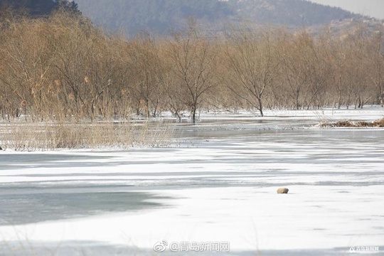 青岛崂山水库开启冰封模式 冰湖美景惹人醉 第1页