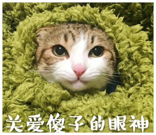 猫狗情头