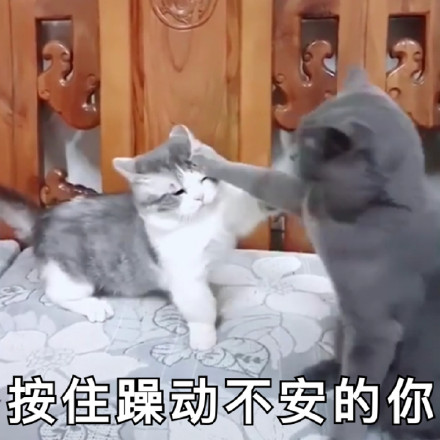 怎么收集表情包