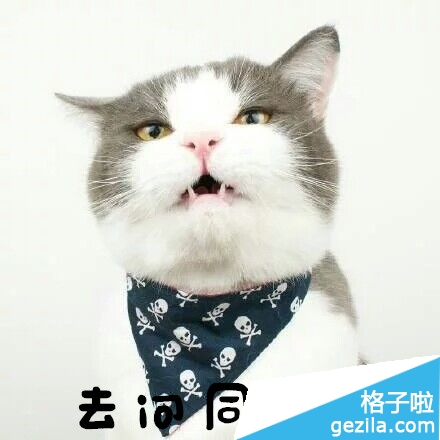 猫咪表情包带字图片