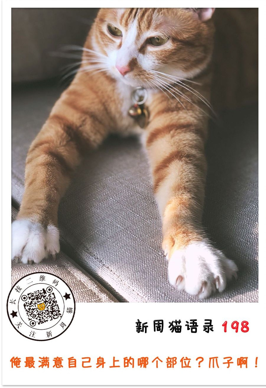 关于猫的句子