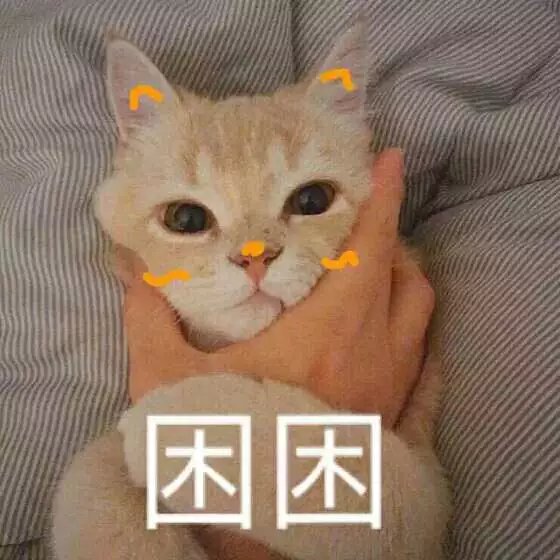 萌猫表情包