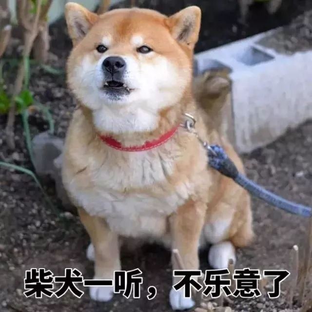 秋田犬表情包