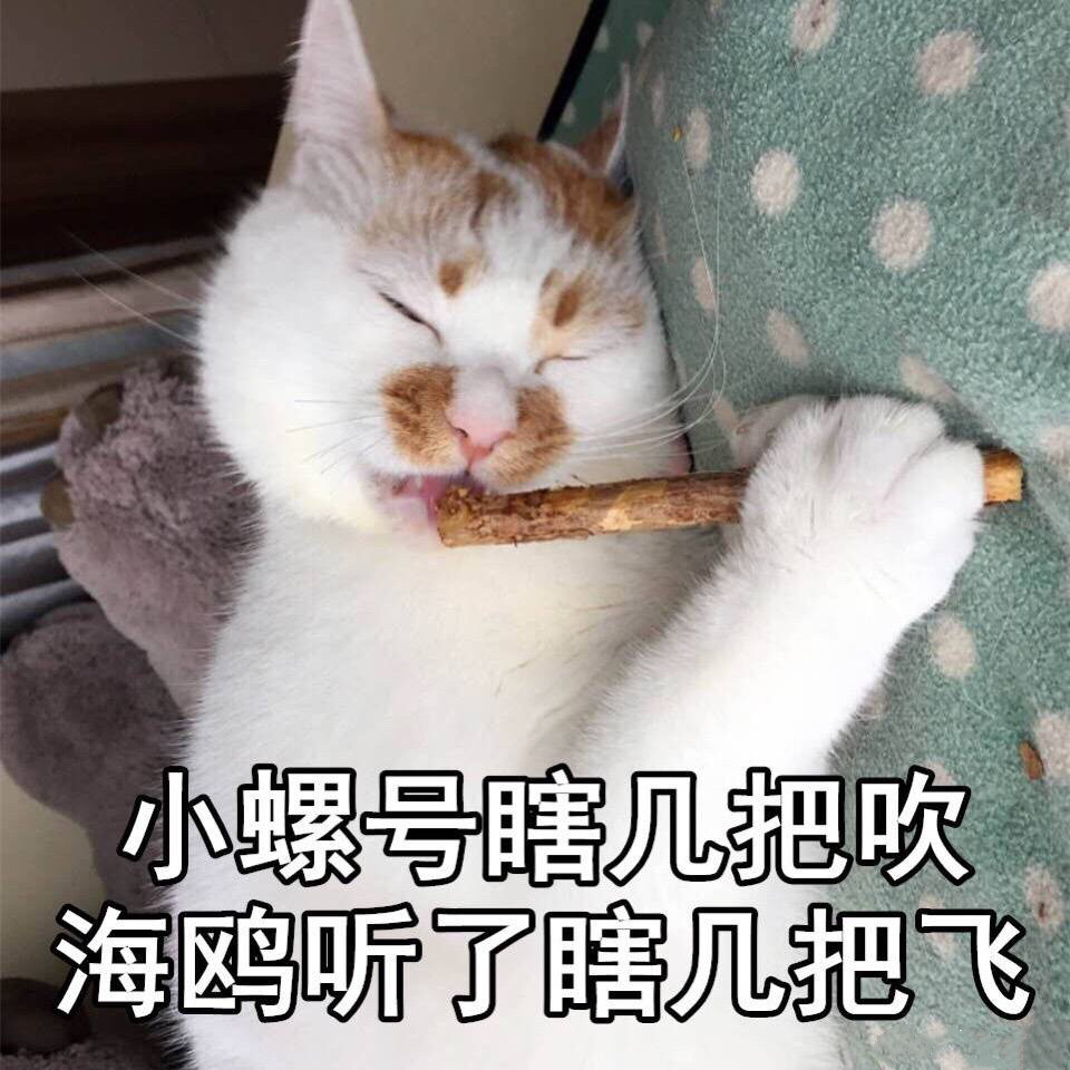 喵表情包高清