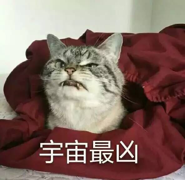 猫咪表情