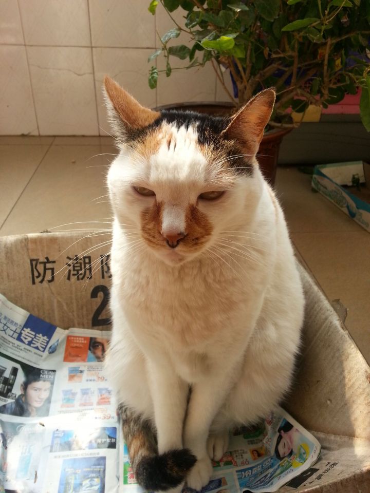 猫咪死了怎么处理