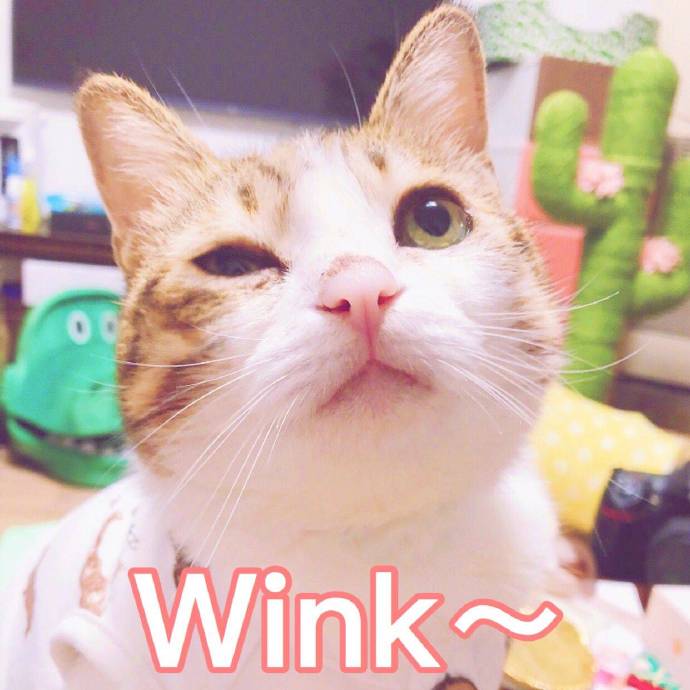 wink表情包