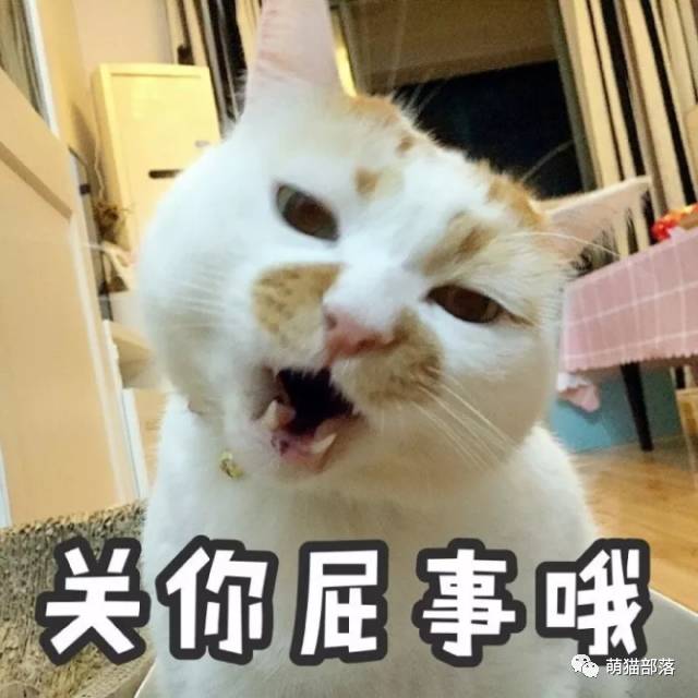 萌猫表情包