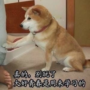 柴犬搞笑图片