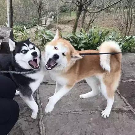 秋田犬表情包