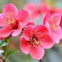 陈大的午后花园