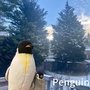 企鹅之音
