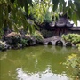 梧桐与曼珠沙华