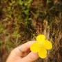 花了了说