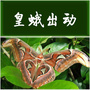 皇蛾出动