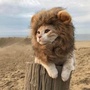 兮爷