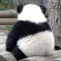 周如葱