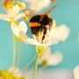 BuzzEnglish