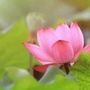 炫影音乐相册