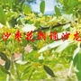 沙枣花开的声音