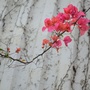 静晴轩