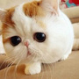 茶予