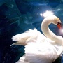 SWAN你鹅