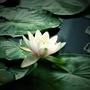 蝴蝶阅读悦生活