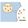 exosomes