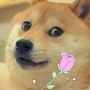 法克鱿和她的花